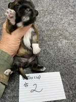 Buttercup #2 , a female Shih Tzu for sale in Bells, TX – Photo 3 of 5