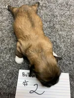 Buttercup #2 , a female Shih Tzu for sale in Bells, TX – Photo 2 of 5