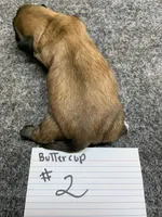 Buttercup #2 , a female Shih Tzu for sale in Bells, TX – Photo 4 of 5