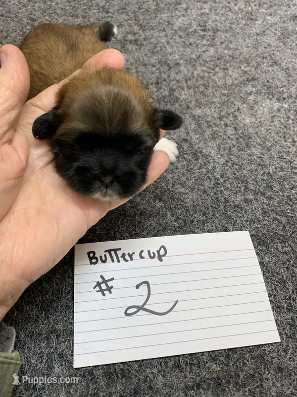 Buttercup #2  – Shih Tzu puppy for sale in Bells, TX