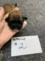 Buttercup #2 , a female Shih Tzu for sale in Bells, TX – Photo 1 of 5