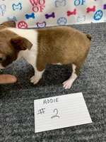 Addie #2, a female Boston Terrier for sale in Bells, TX – 3 of 5