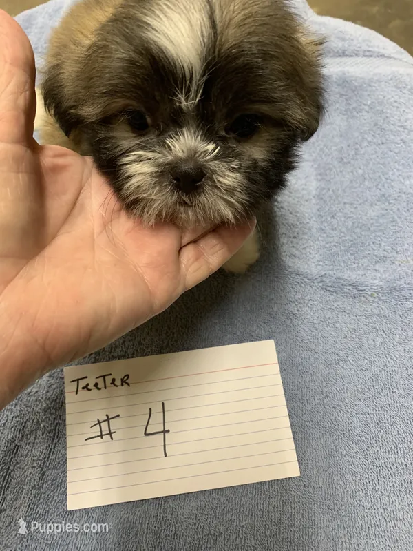 Teeter # 4 – Shih Tzu puppy for sale in Bells, TX