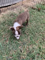 Addie # 7, a male Boston Terrier for sale in Bells, TX – 4 of 7