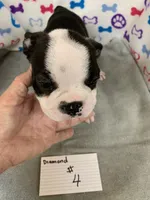 Diamond #4, a male Boston Terrier for sale in Bells, TX – 1 of 3