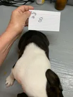 Ruby # 8, a male Boston Terrier for sale in Bells, TX – Photo 2 of 2