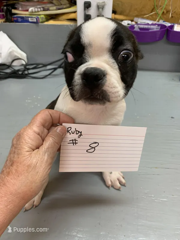 Ruby # 8 – Boston Terrier puppy for sale in Bells, TX