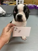 Ruby # 8, a male Boston Terrier for sale in Bells, TX – Photo 1 of 2
