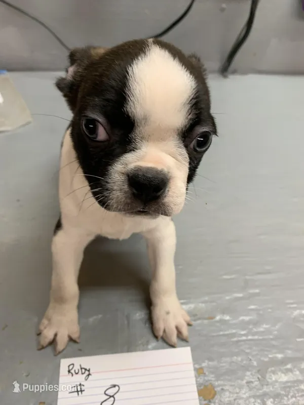 Ruby # 8 – Boston Terrier puppy for sale in Bells, TX