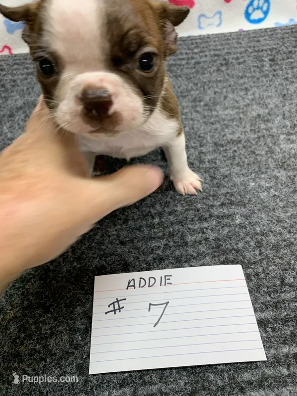 Addie # 7 – Boston Terrier puppy for sale in Bells, TX