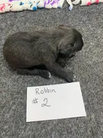 Robin# 2, a female Boston Terrier for sale in Bells, TX – 3 of 4