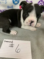 Diamond #6, a male Boston Terrier for sale in Bells, TX – 3 of 3