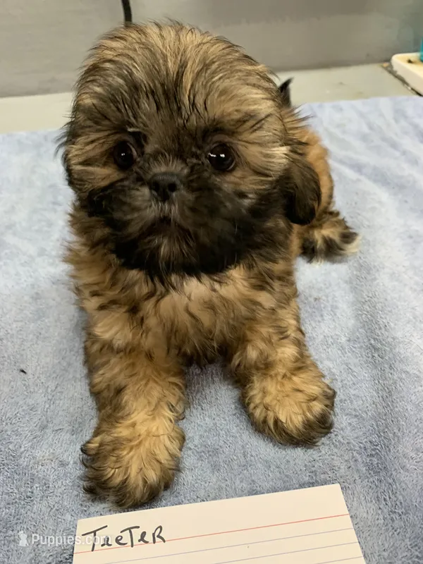 Teeter #3 – Shih Tzu puppy for sale in Bells, TX