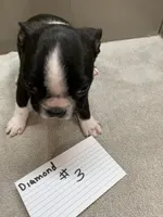 Diamond #3, a female Boston Terrier for sale in Bells, TX – 1 of 3