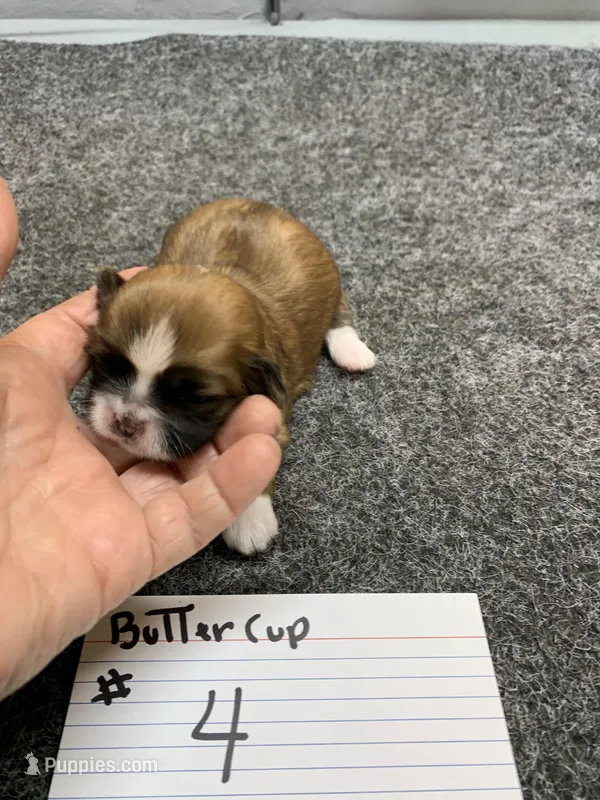 Buttercup #4 – Shih Tzu puppy for sale in Bells, TX