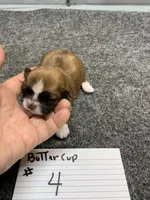 Buttercup #4, a male Shih Tzu for sale in Bells, TX – Photo 1 of 5