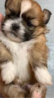 Buttercup #4, a male Shih Tzu for sale in Bells, TX – 2 of 4