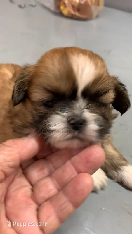 Buttercup #4 – Shih Tzu puppy for sale in Bells, TX