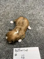 Buttercup #4, a male Shih Tzu for sale in Bells, TX – Photo 4 of 5