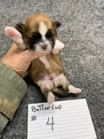Buttercup #4, a male Shih Tzu for sale in Bells, TX – Photo 2 of 5