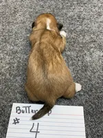 Buttercup #4, a male Shih Tzu for sale in Bells, TX – Photo 3 of 5