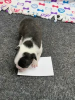 Robin#1, a female Boston Terrier for sale in Bells, TX – 4 of 6