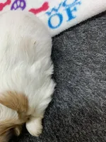 Snickers #4, a male Shih Tzu for sale in Bells, TX – 5 of 5