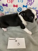 Diamond #5, a male Boston Terrier for sale in Bells, TX – 3 of 3