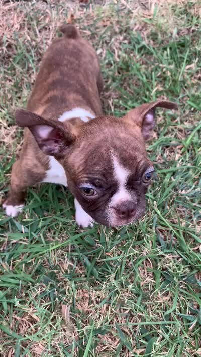 Addie #3, a male Boston Terrier for sale in Bells, TX – 6 of 6
