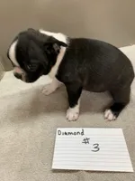 Diamonds #3, a female Boston Terrier for sale in Bells, TX – 3 of 4