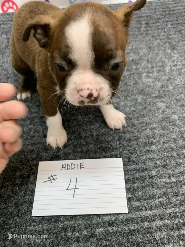 Addie # 4 – Boston Terrier puppy for sale in Bells, TX