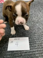 Addie # 4, a male Boston Terrier for sale in Bells, TX – 1 of 6