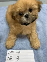 Buttercup #3, a male Shih Tzu for sale in Bells, TX – 1 of 4