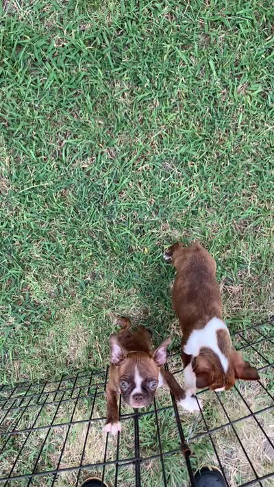 Addie # 6, a male Boston Terrier for sale in Bells, TX – 6 of 6