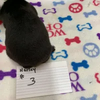 Harley # 3, a male Boston Terrier for sale in Bells, TX – Photo 3 of 3