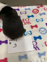 Harley # 3, a male Boston Terrier for sale in Bells, TX – Photo 3 of 3