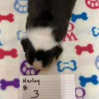Harley # 3, a male Boston Terrier for sale in Bells, TX – Photo 2 of 3