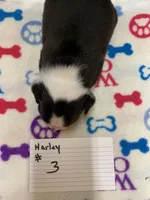 Harley # 3, a male Boston Terrier for sale in Bells, TX – Photo 2 of 3