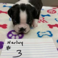 Harley # 3, a male Boston Terrier for sale in Bells, TX – Photo 1 of 3