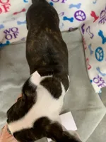 Robbin#1, a female Boston Terrier for sale in Bells, TX – 3 of 4