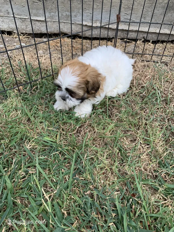 Snickers #4 – Shih Tzu puppy for sale in Bells, TX