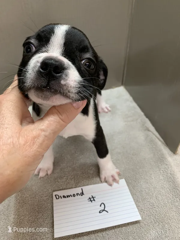 Diamond # 2, a female Boston Terrier for sale in Bells, TX – 1 of 3