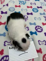 processed/d9f9ce60-007d-4e05-b50c-08be29aa9df4/listing/ea546be3-b7c2-43b4-b1e7-8d0963d85b1c/27c0ae8a-d97a-4e38-ac7b-c6e58e0a2662