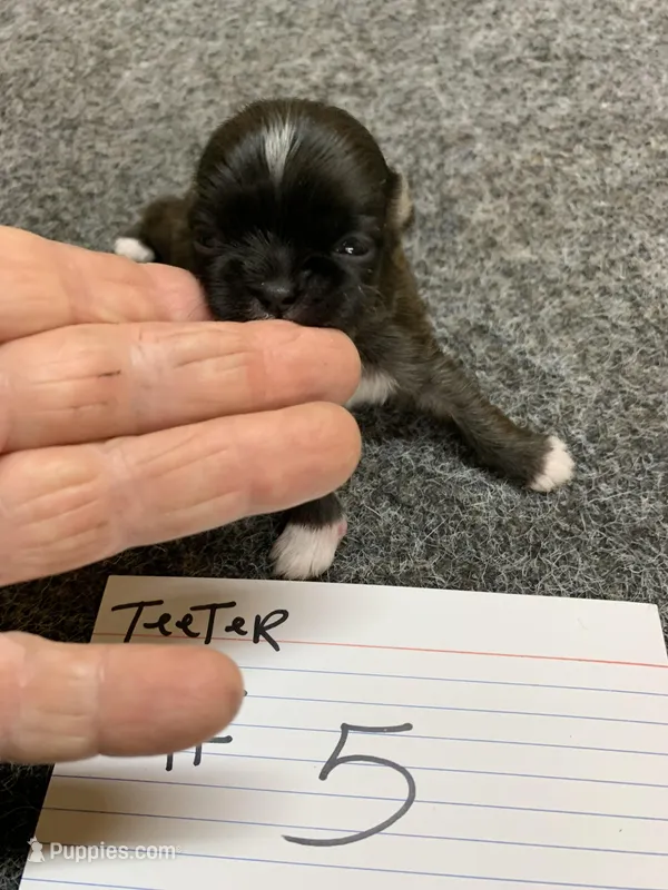Teerter #5 – Shih Tzu puppy for sale in Bells, TX