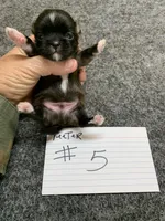 Teerter #5, a male Shih Tzu for sale in Bells, TX – Photo 2 of 5