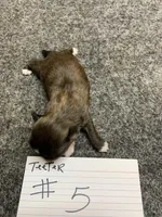 Teerter #5, a male Shih Tzu for sale in Bells, TX – Photo 4 of 5