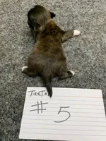 Teerter #5, a male Shih Tzu for sale in Bells, TX – Photo 3 of 5