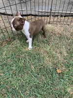 Addie # 7, a male Boston Terrier for sale in Bells, TX – 3 of 7