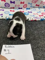 Robin#1, a female Boston Terrier for sale in Bells, TX – 2 of 6