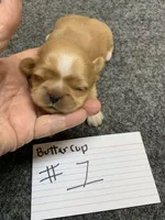 Buttercup #1, a female Shih Tzu for sale in Bells, TX – Photo 1 of 4